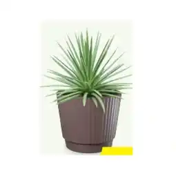 Hofer Afrika-Grünpflanze Agave HOFER Angebot