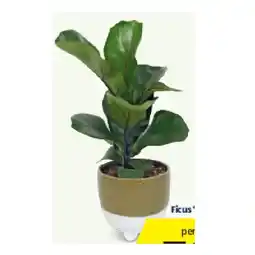 Hofer Afrika-Grünpflanze Ficus ‘Bambino‘ HOFER Angebot