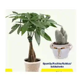 Hofer Afrika-Grünpflanze Opuntia/Pachira/Kaktus/Sukkulente HOFER Angebot