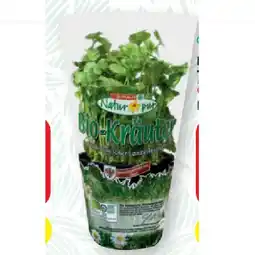 SPAR Gourmet Bio-Koriander im Topf SPAR Gourmet Angebot