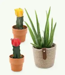 Hofer Aloe Vera Angebot