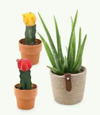 Hofer Aloe Vera Angebot