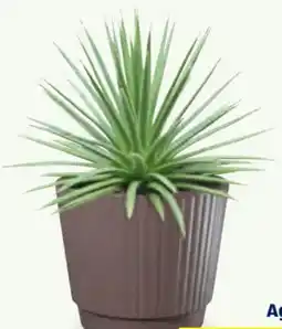 Hofer Agave Angebot