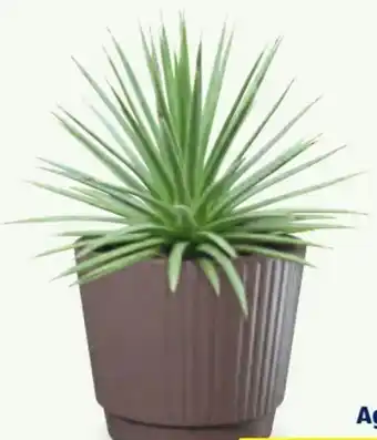 Hofer Agave Angebot