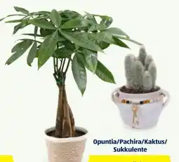 Hofer Opuntia Angebot