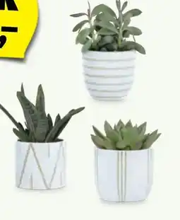 Hofer Kaktus Angebot