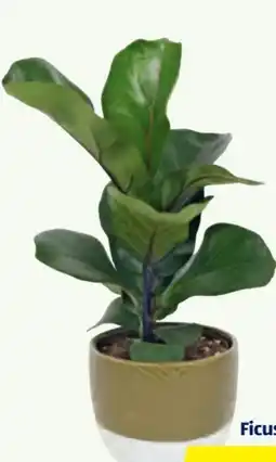 Hofer Ficus Bambino Angebot