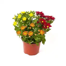 Hellweg Herbstzauber verschiedene Sorten 351821 HELLWEG Angebot