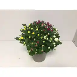 Hellweg Chrysantheme „Quattro” 344223 HELLWEG Angebot