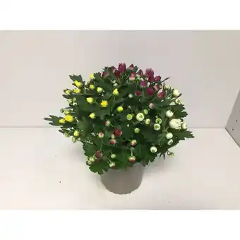 Hellweg Chrysantheme „Quattro” 344223 HELLWEG Angebot
