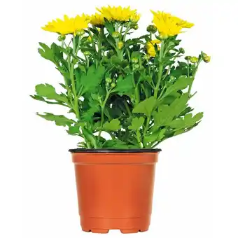Hellweg Chrysantheme 312190 HELLWEG Angebot