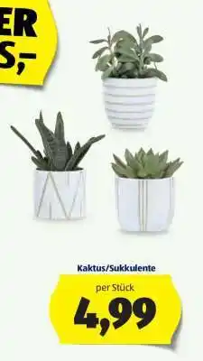 Hofer Kaktus/Sukkulente Angebot