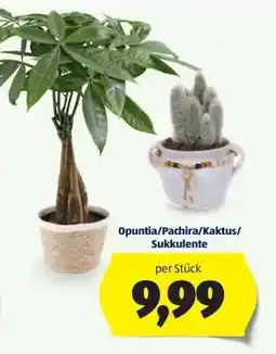 Hofer Opuntia/Pachira/Kaktus/Sukkulente Angebot