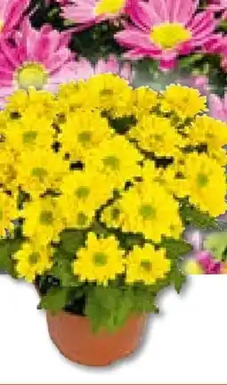 Hellweg Plantiflor Chrysantheme Swifty Angebot