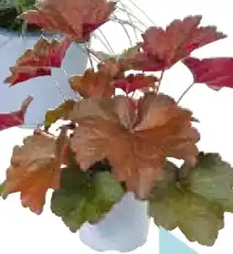 Hellweg Plantiflor Herbstzauber Angebot