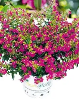 Hellweg Plantiflor Japanische Scheinmyrthe Flori Glory Angebot