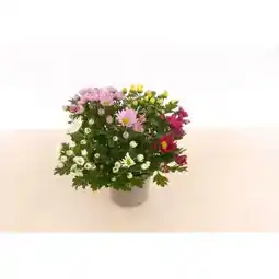 Hellweg Plantiflor Chrysantheme T13 Angebot