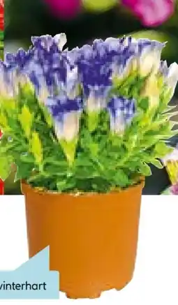Hellweg Plantiflor Enzian Angebot