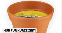Bipa Citronella-Duftkerze Angebot