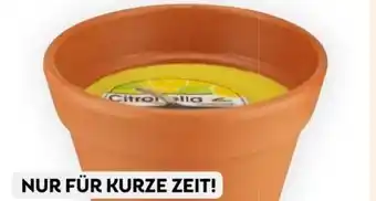 Bipa Citronella-Duftkerze Angebot