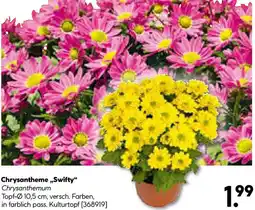 Hellweg Chrysanthem Swifty Chrysanthemum Angebot