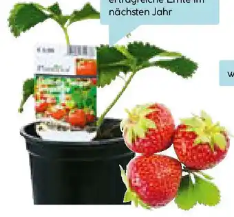 Hellweg Gartenerdbeere Angebot