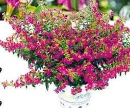 Hellweg Japanische Scheinmyrthe Flori Glory Angebot