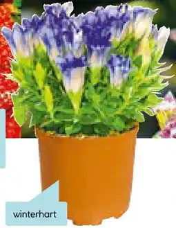 Hellweg Enzian Angebot