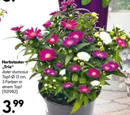Hellweg Herbstaster Trio Angebot