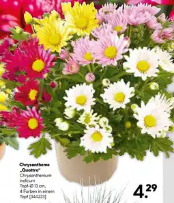Hellweg Chrysantheme Quattro Angebot
