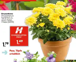 Hellweg Chrysantheme Angebot