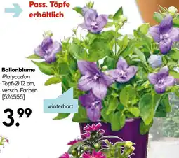 Hellweg Ballonblume Angebot