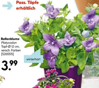 Hellweg Ballonblume Angebot