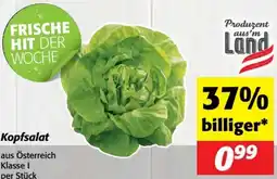 Nah&Frisch Kopfsalat Angebot