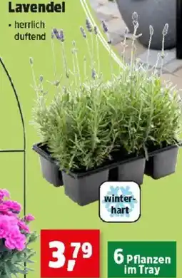 Thomas Philipps Lavendel Angebot