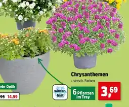 Thomas Philipps Chrysanthemen Angebot