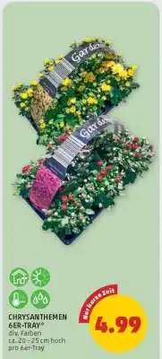PENNY Chrysanthemen 6er Tray Angebot