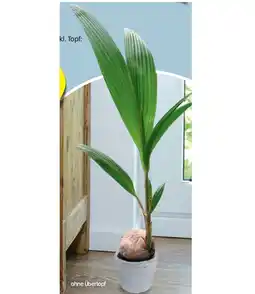 Hofer Kokospalme HOFER Angebot