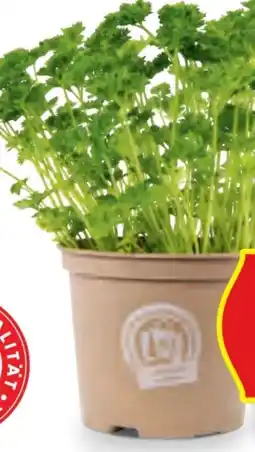 Hofer Zurück zum Ursprung Bio-Kräuter Angebot