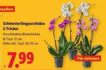 Lidl Schmetterlingsorchidee 2-Trieber Angebot
