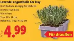 Lidl Lavendel angustifolia 6er Tray Angebot