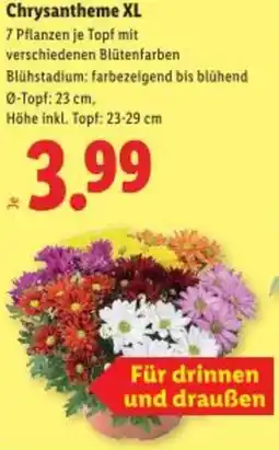 Lidl Chrysantheme XL Angebot