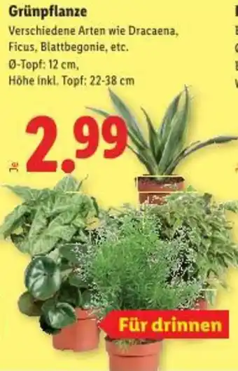 Lidl Grünpflanze Angebot