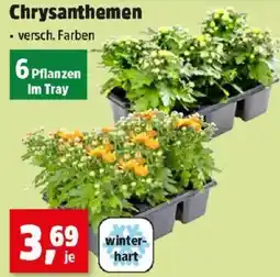 Thomas Philipps Chrysanthemen Angebot