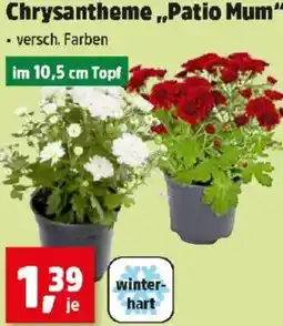 Thomas Philipps Chrysantheme,,Patio Mum Angebot