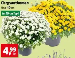 Thomas Philipps Chrysanthemen Angebot