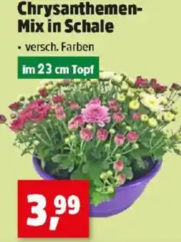 Thomas Philipps Chrysanthemen- Mix in Schale Angebot