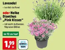 Thomas Philipps Lavendel oder Nelke Dianthus „Pink Kisses Angebot