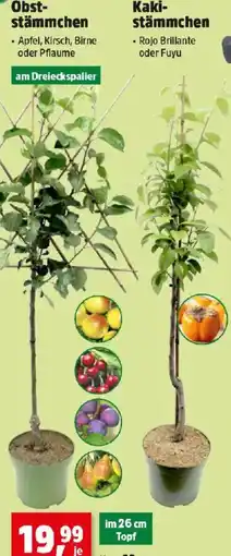 Thomas Philipps Obst stämmchen oder Kaki stammchen Angebot