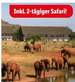 Lidl Lidl-Reisen Kenia-Safari-Baden Angebot